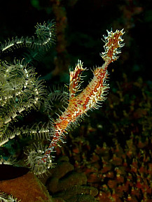 Самое странное место в океане | Документальный фильм National Geographic смотреть онлайн